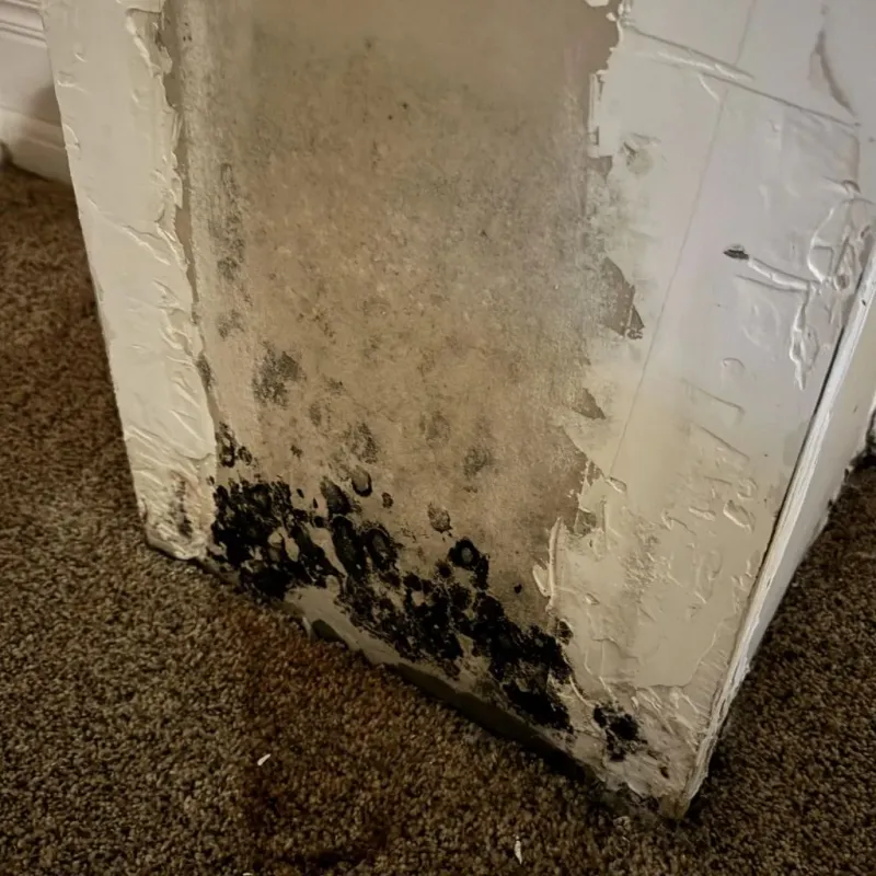 Professional Mold Removal in Rainier, WA